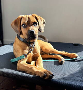 Rescue Pug and Dachshund Dogs for Adoption in San Diego, California - Benji | PetCurious