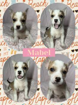 Chihuahua Dogs Available for Adoption in Ringwood, New Jersey - Mabel | PetCurious