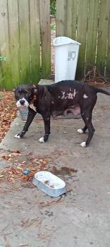 Pit Bull Terrier Dogs Available for Adoption in Mobile, Alabama - Sweet Momma (realname Zola) | PetCurious