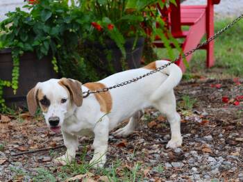 PENNY -  Dachshund and Basset Hound Dog for Adoption in Humboldt, Tennessee - PENNY | PetCurious