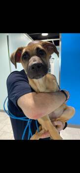 German Shepherd Dog Dogs Available for Adoption - Tabitha | PetCurious