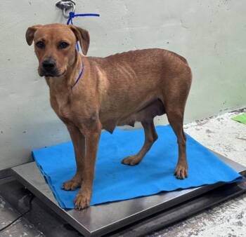 JUICY -  Labrador Retriever and Mixed Breed Dog for Adoption in Houston, Texas - JUICY | PetCurious