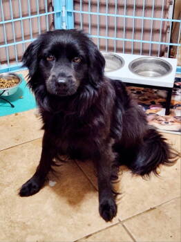 Rescue Spaniel Dogs for Adoption in Montgomery, Texas - Sasha | PetCurious