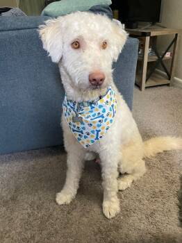 Standard Poodle and Husky Dogs Available for Adoption - Cooper | PetCurious