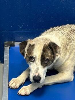 Dana -  Pointer Dog Available for Adoption in Hartsville, South Carolina - Dana | PetCurious