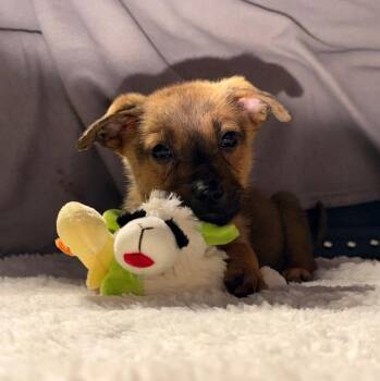 Squirell -  Pit Bull Terrier and German Shepherd Dog Dog for Adoption in Churchville, New York - Squirell | PetCurious