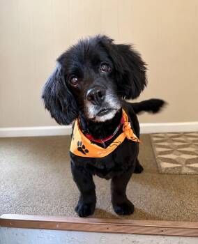 Cooper -  Mixed Breed Dog Available for Adoption in Shelburne, Vermont - Cooper | PetCurious