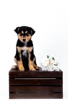 German Shepherd Dog Dogs Available for Adoption in Brighton, Colorado - 344-26 | PetCurious