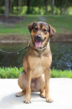 Torque -  German Shepherd Dog and Black Mouth Cur Dog for Adoption - Torque | PetCurious