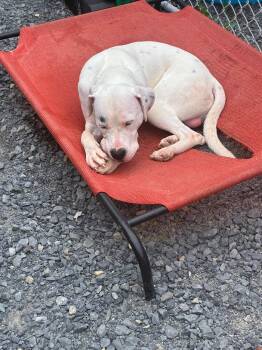 Ranger (2yo. 60lbs) -  Boxer and Labrador Retriever Dog for Adoption in Hinton, West Virginia - Ranger (2yo. 60lbs) | PetCurious