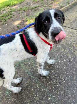 Bernard -  German Wirehaired Pointer and Labrador Retriever Dog for Adoption in Mobile, Alabama - Bernard | PetCurious