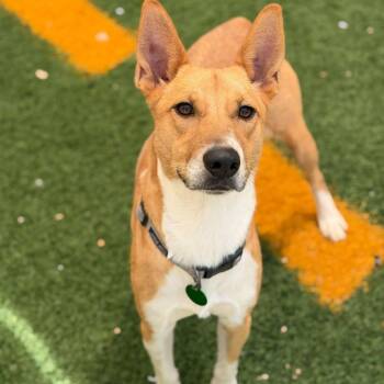 Basenji and Mixed Breed Dogs Available for Adoption in New Orleans, Louisiana - Bae Bae | PetCurious