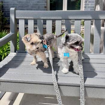 Blacktop & Cici - We are a bonded pair! -  Shih Tzu Dog for Adoption in Chicago, Illinois - Blacktop & Cici - We Are A Bonded Pair! | PetCurious