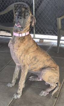 Great Dane Dogs Available for Adoption in Jupiter, Florida - Dash | PetCurious