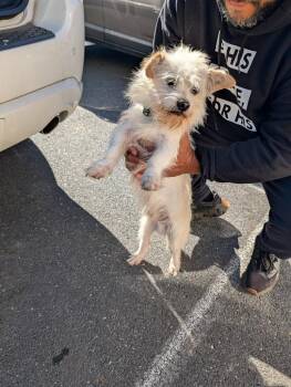 Nico -  Terrier Dog for Adoption in Pine Grove, Pennsylvania - Nico | PetCurious