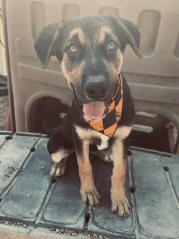 Rescue German Shepherd Dog and Australian Shepherd Dogs for Adoption in Chesterfield, Missouri - Bear | PetCurious