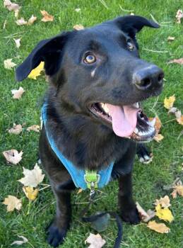 Rescue Black Labrador Retriever and German Shepherd Dog Dogs for Adoption in Toronto, Ontario - Paddy (Paddington) | PetCurious