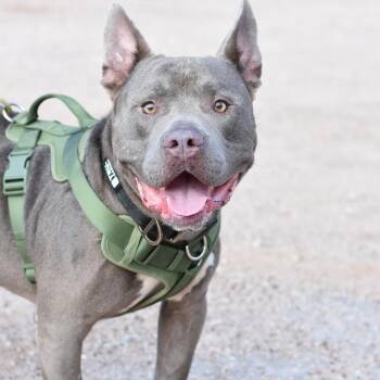 Argos -  American Staffordshire Terrier and Mixed Breed Dog for Adoption in Cleveland, Texas - Argos | PetCurious