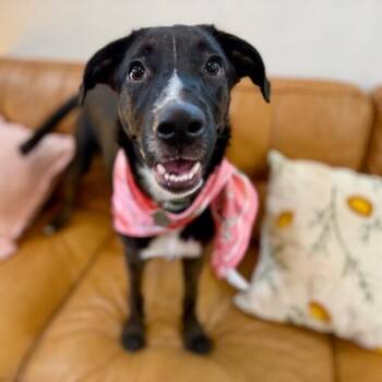 Australian Shepherd -  Shepherd and Australian Shepherd Dog for Adoption in Friendswood, Texas - Australian Shepherd | PetCurious