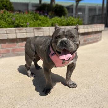 Plata -  American Bulldog Dog for Adoption in Lathrop, California - Plata | PetCurious