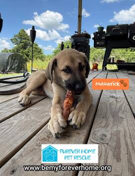 Maverick -  Anatolian Shepherd Dog for Adoption in Plano, Texas - Maverick | PetCurious
