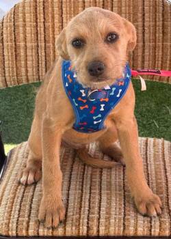 Brigitta -  Wirehaired Terrier Dog for Adoption in Longmont, Colorado - Brigitta | PetCurious