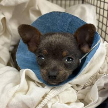 Chihuahua Dogs Available for Adoption - Buggy | PetCurious