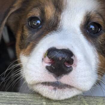 Tank -  Mixed Breed Dog for Adoption in Monroe, North Carolina - Tank | PetCurious