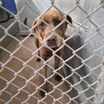 Chocolate Labrador Retriever Dogs Available for Adoption in Ardmore, Oklahoma - Puddles | PetCurious