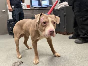 Pit Bull Terrier Dogs Available for Adoption in Dallas, Texas - PHILIP | PetCurious