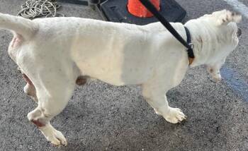 Bungee -  Mixed Breed Dog for Adoption in Cincinnati, Ohio - Bungee | PetCurious