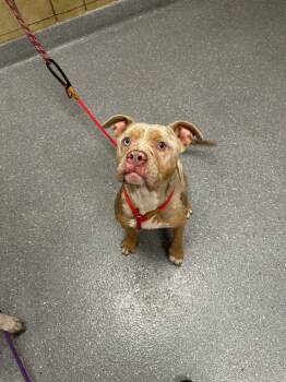 Rescue Pit Bull Terrier Dogs for Adoption in Greenfield, Indiana - Bobo | PetCurious