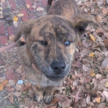 Rescue Mixed Breed Dogs for Adoption in St. Louis, Missouri - Marlee | PetCurious