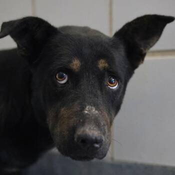 German Shepherd Dog Dogs Available for Adoption - TUTTLE PIBBLES | PetCurious
