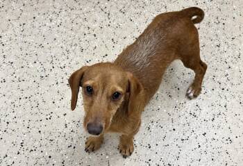 Rhett -  Dachshund Dog for Adoption in York, South Carolina - Rhett | PetCurious