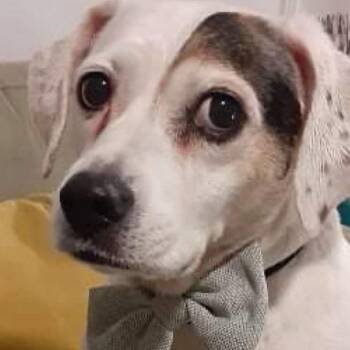 Beagle and Hound Dogs Available for Adoption in Roanoke, Virginia - Karma | PetCurious