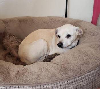 Lacey -  Labrador Retriever and Chihuahua Dog for Adoption in San Diego, California - Lacey | PetCurious