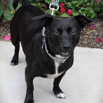 Rescue Dachshund and Beagle Dogs for Adoption in Gilbert, Arizona - Kali | PetCurious