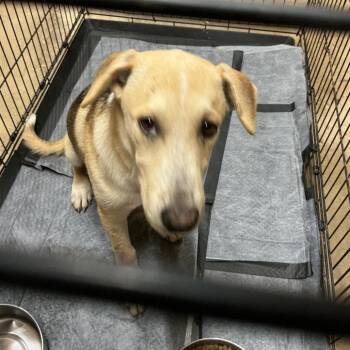 Buzz Lightyear -  Mixed Breed and Vizsla Dog for Adoption in Durant, Oklahoma - Buzz Lightyear | PetCurious