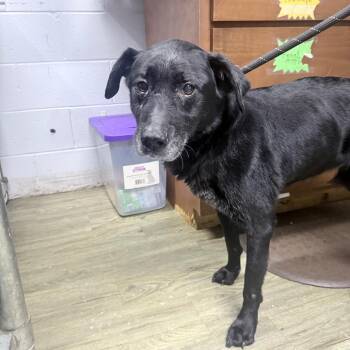 Gemma -  Mixed Breed Dog for Adoption in Summerville, South Carolina - Gemma | PetCurious