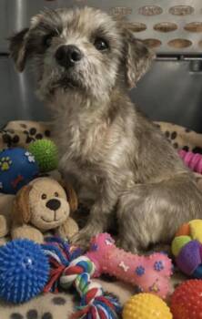 Tommy -  Maltipoo Dog for Adoption in Camp Pendleton North, California - Tommy | PetCurious