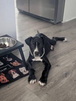 Delilah -  Mastiff Dog for Adoption in Glendale, Arizona - Delilah | PetCurious