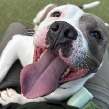 American Bulldog Dogs Available for Adoption in Greensboro, North Carolina - Killian | PetCurious
