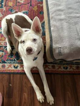 Australian Shepherd Dogs Available for Adoption - Kilo | PetCurious