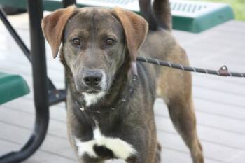 Rescue Labrador Retriever Dogs for Adoption in Sunnyvale, Texas - Sarge | PetCurious