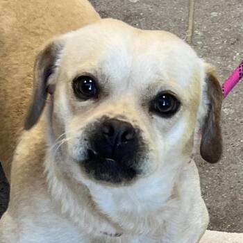 Tank Cruz -  Mixed Breed Dog for Adoption in Las Cruces, New Mexico - Tank Cruz | PetCurious