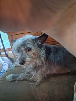 Courtesy Post - Kassie bonded pair with Korina -  Yorkshire Terrier Dog for Adoption in VERNON ROCKVL, Connecticut - Courtesy Post - Kassie Bonded Pair With Korina | PetCurious