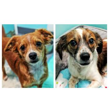 Chihuahua Dogs Available for Adoption - Nibbles & Hope | PetCurious