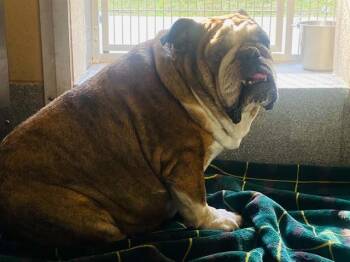 WIGGLYTUFF -  English Bulldog Dog for Adoption in Tustin, California - WIGGLYTUFF | PetCurious