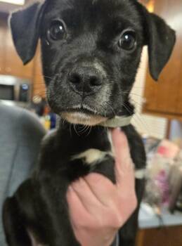 Boxer Dogs Available for Adoption - Roan | PetCurious